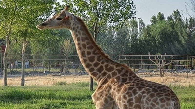 باغ‌وحش صفادشت دوستدار کودک با امکانات جدید و استانداردهای جهانی