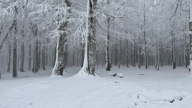 جنگل‌های الیت مازندران سفیدپوش پس از بارش برف و پایان آتش‌سوزی