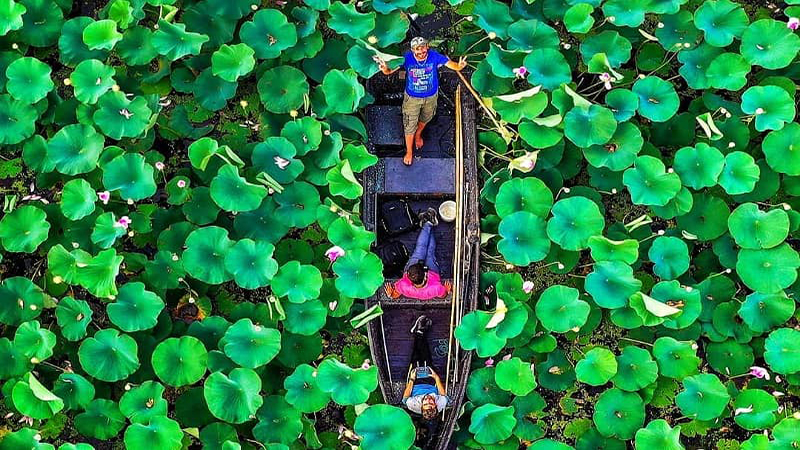 تصویر تالاب انزلی با نیلوفرهای آبی و پرندگان مهاجر+نجم امارات